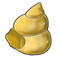 Golden Turban Shell